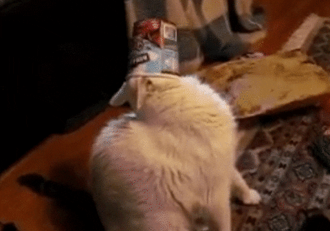 ice cream lol GIF by America's Funniest Home Videos