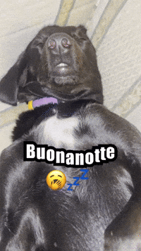 Black Dog GIF