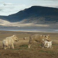 Pbs Nature Animales GIF by Nature on PBS