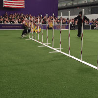 dog show GIF by Westminster Kennel Club