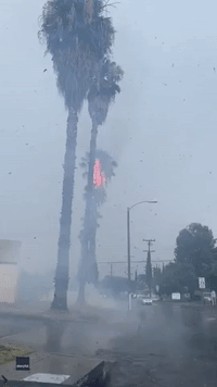 Lightning Strikes Palm Tree in Los Angeles Amid 'Unusual' Early Summer Thunderstorms