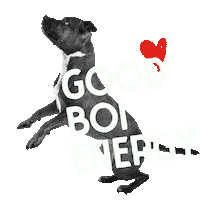 Good Boy Dog Sticker by Stella and Chewy's