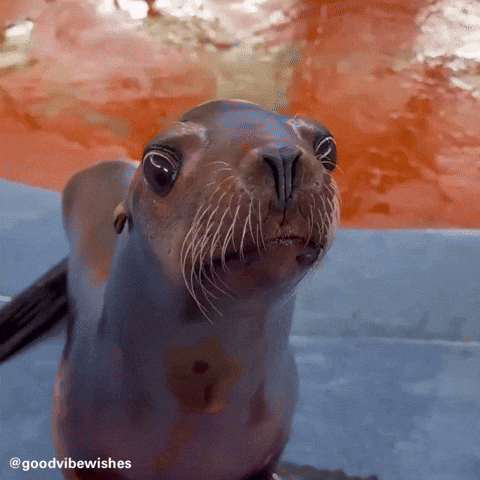 Marine Life Cute Animal GIF