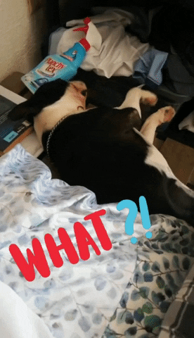 abrahamtorres giphyattribution GIF