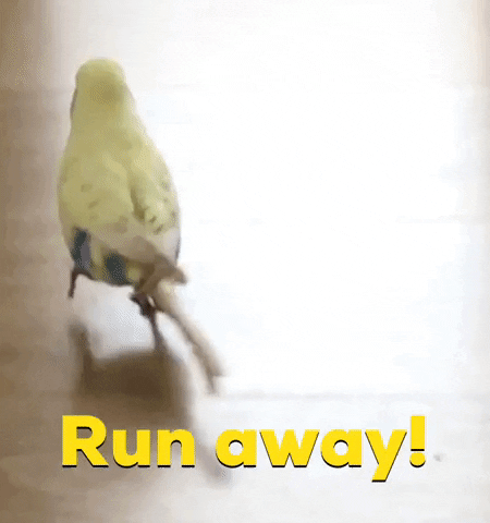 AussieNisi run nope bird oops GIF