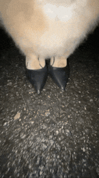 Dance Party GIF
