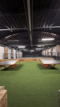 callepigeon  GIF