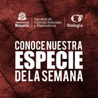 GIF by Universidad del Rosario