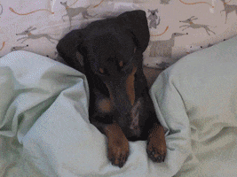 Crusoegifs snow day snowday dachshunds crusoe GIF