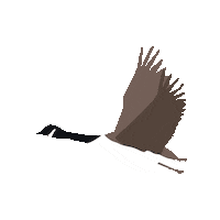 Goose Uwaterloo Sticker by YourWusa