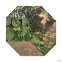Flowers Plants GIF by Trevor Anderson