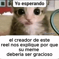 Cat Yo Esperando GIF