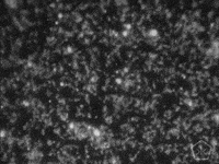 black and white digital humanities GIF by Okkult Motion Pictures