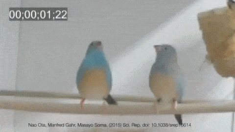 tap GIF