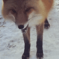 Red Fox Eating GIF by Valley Zoo Development Society