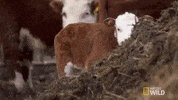 dr oakley yukon vet cow GIF by Nat Geo Wild