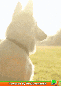 PetJuvenate petjuvenate henlo hooman fren love rescue dogs treatos and woofer for pupper GIF