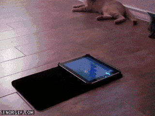 cat ipads GIF by Cheezburger
