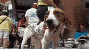 philladelphia phillies GIF by MLB