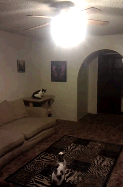 cat turns GIF