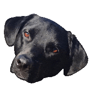 Layla Sticker by DopeDog