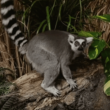 GIF by OPPO