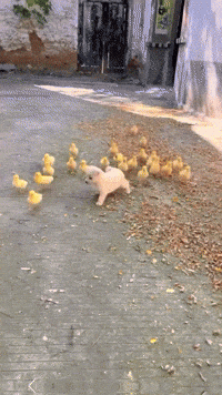 Puppy Ducklings GIF by Respective