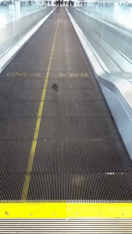 Passenger Captures Bird on Moving Airport Walkway