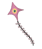 Skateboard Pipa Sticker by Divas Skateras