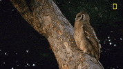 Nat Geo Owl GIF by National Geographic Channel