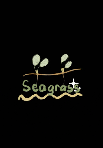 nadyacaka beach sea seagrass nadyacaka GIF