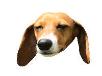 dog dachshund Sticker by beangoods