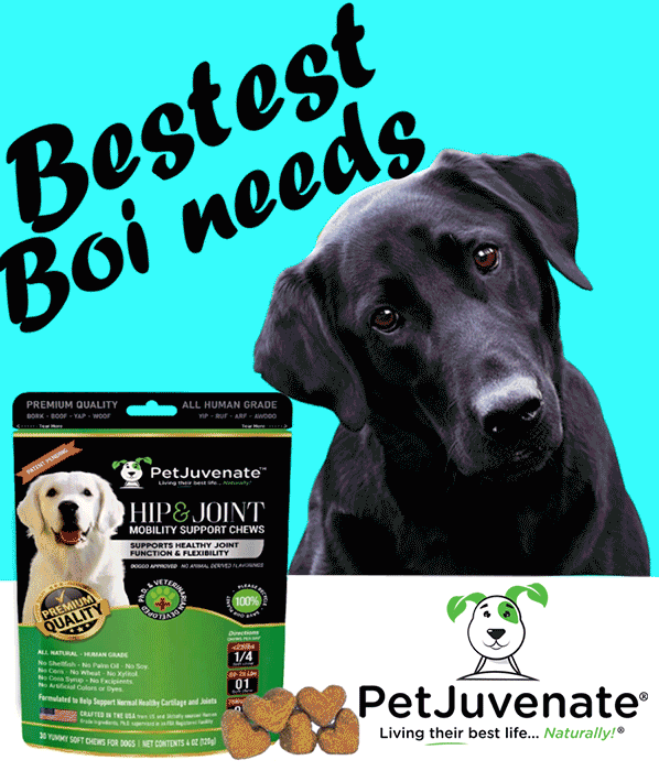 PetJuvenate petjuvenate henlo hooman fren love rescue dogs treatos and woofer for pupper GIF