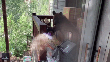 'You Little Rascal': Intrigued Bear Shooed From Colorado Porch