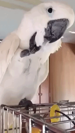 Cockatoo Enjoys Camping Holiday With Her Family