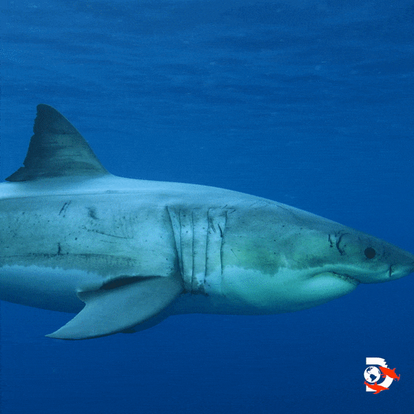 Ocean Hello GIF by Shark Week