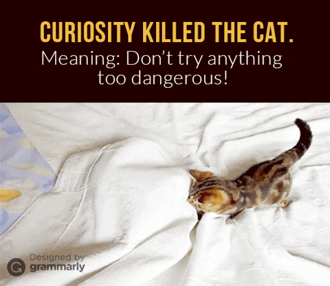 Grammarly.Com GIF - CURIOSITY KILLED THE CAT. Meaning: Don't try anything too dangerous!