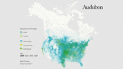 Wild Turkey GIF by audubon
