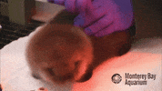 Grooming Sea Otter GIF by Monterey Bay Aquarium