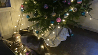 Dog Gets Tangled in Christmas Tree Lights