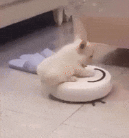 Roomba Pibble GIF
