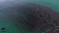 Sharks Make Dinner Plans, as Massive School of Fish Migrates South