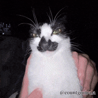countgoobula cat memes kitty silly GIF