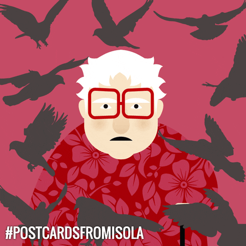 postcardsfromisola old lady pigeons postcardsfromisola GIF