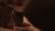 GIF by Meow Mix Demo