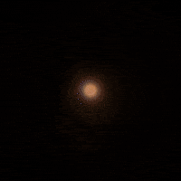 Chicken Leaning GIF