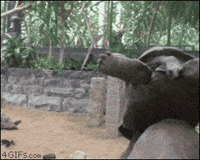 noooo GIF