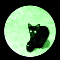sw3v3nz cat horror green cats GIF