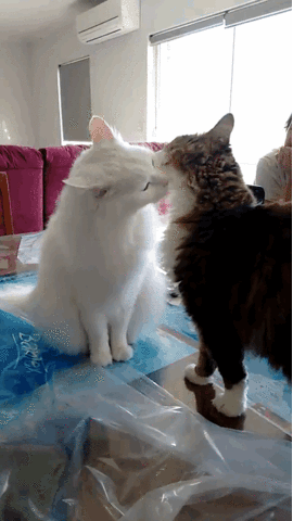 mood GIF