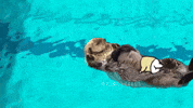 Sleep Sleeping GIF